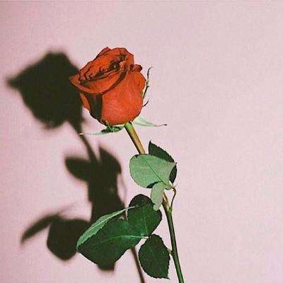 易方达远见成长混合A净值上涨4.54%