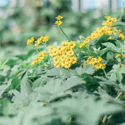 伊朗冲突持续 韩国总统李在明呼吁节约用电、减少驾车出行