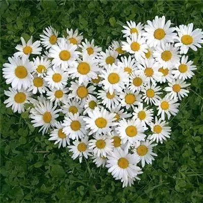 光遇安卓国服最新版